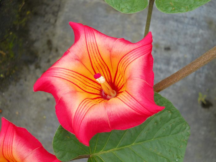 Stictocardia-beraviensisHawaiian-Sunset-Vine5-1024x768