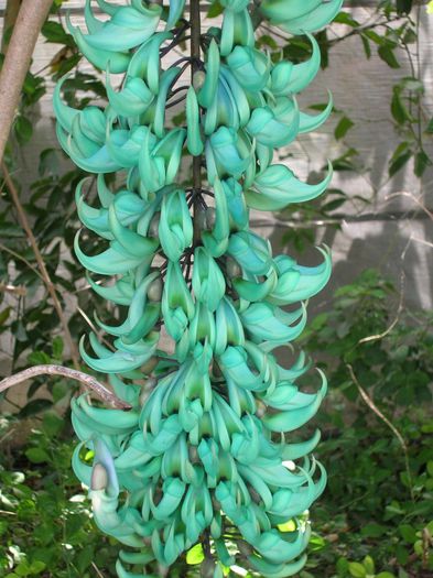 Strongylodon-macrobotrys-Jade-Vine11-768x1024