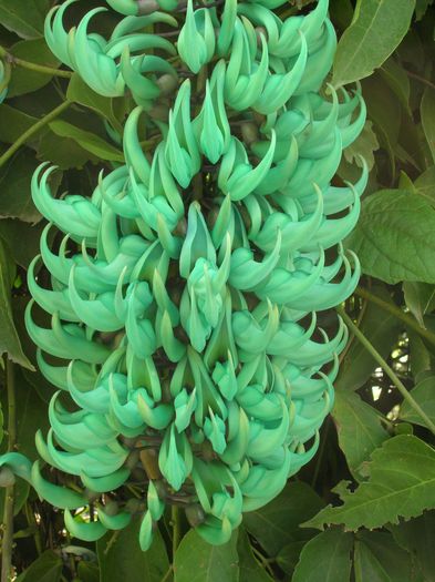 Strongylodon-macrobotrys-Jade-Vine13-768x1024