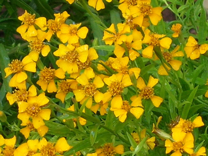 Tagetes-lucida-Mexican-Tarragon3