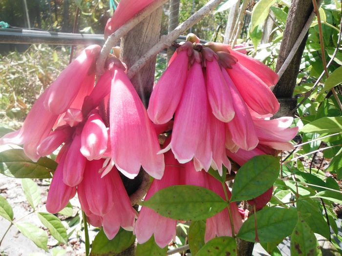 Tecomanthe-dendrophilaNew-Guinea-Trumpet-Vine2-1024x768