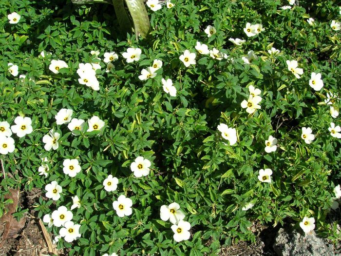 Turnera-subulata-White-Alder1-1024x768
