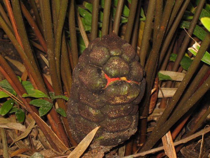 Zamia-integrifolia-ConeCoontie1-1024x768