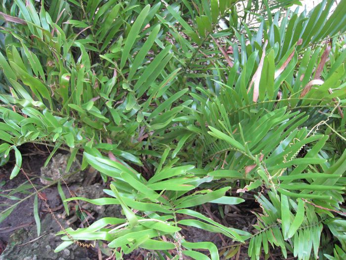 Zamia-integrifolia-Coontie1-1024x768