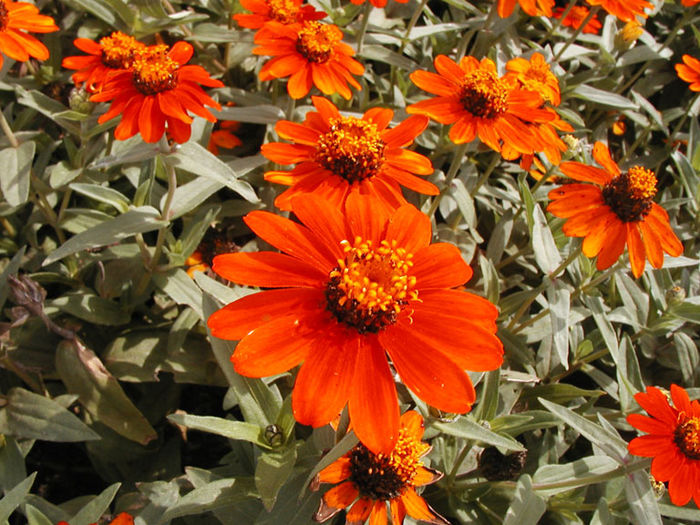 Zinnia_Profusion_Orange_cls