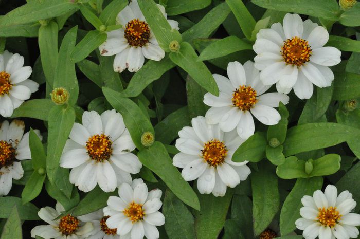 Zinnia_Profusion_White_cls