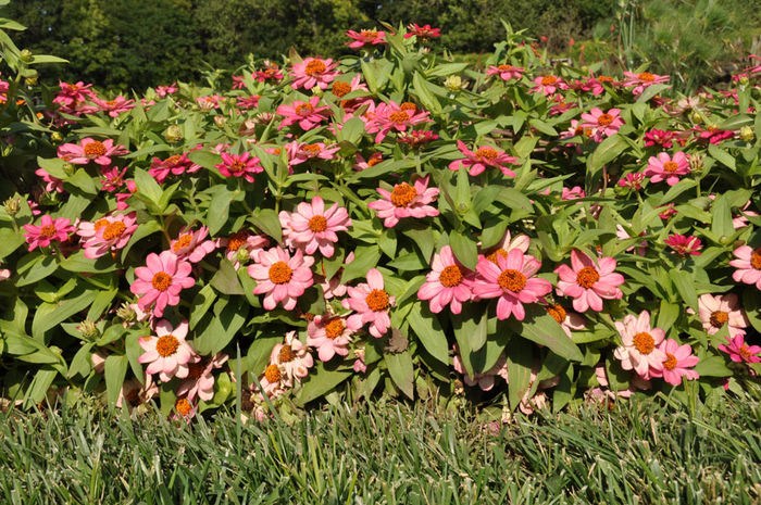 Zinnia_Zahara_CoralRose