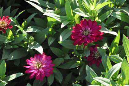 Zinnia_Zahara_DblCherry