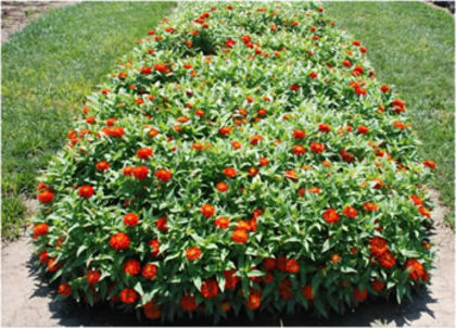Zinnia_Zahara_DblFire_group