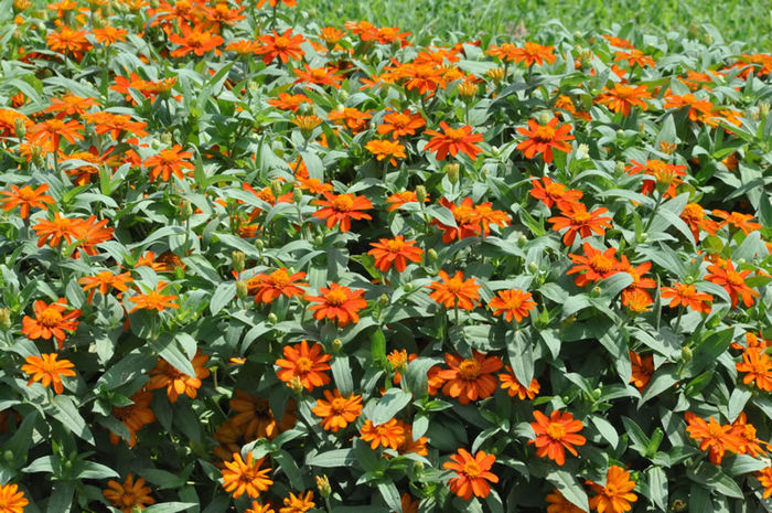 Zinnia_Zahara_Fire
