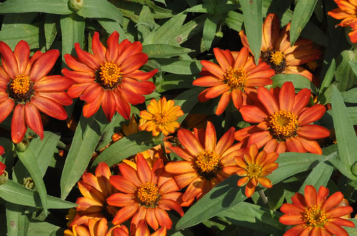 Zinnia_Zahara_Scarlet