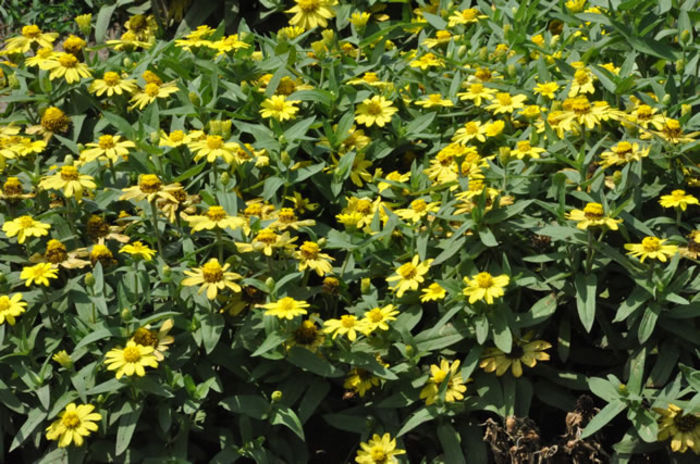Zinnia_Zahara_Yellow - minuni ale naturii create de dumnezeu 9