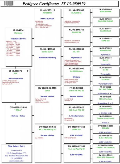 pedigree - PARINTII PORUMBEILOR ACHIZITIONATI