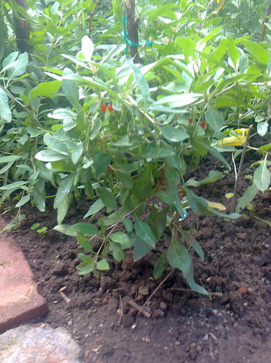 Goji Sweet Lifeberry; Butasi de anul acesta care au 40-50 cm si deja au fructificat. Au fiecare 3-4 tije.Daca vreti am cateva la 10 lei/buc.
