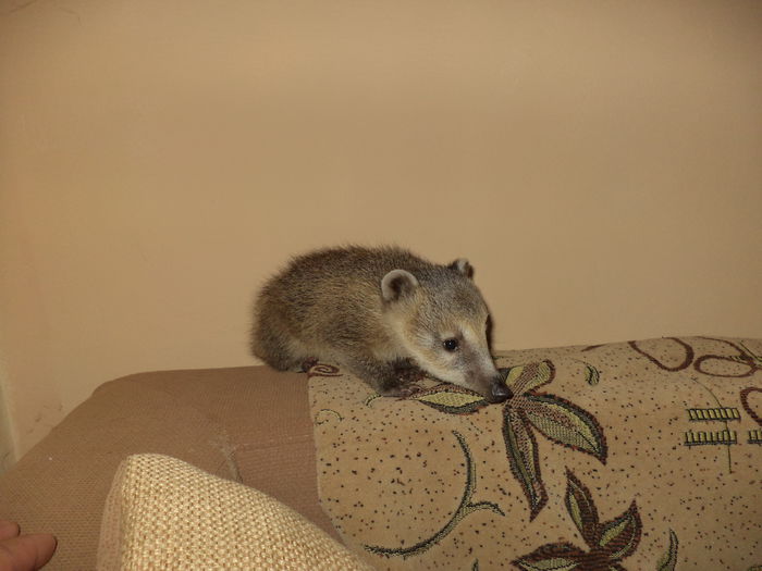 DSC00453; pui coati la panda
