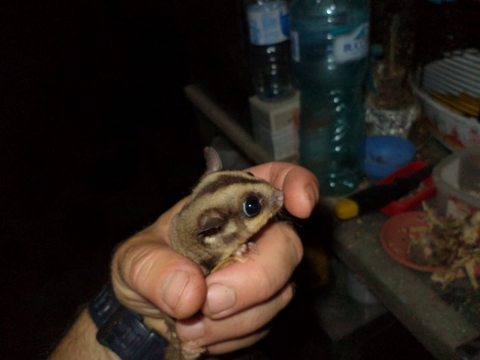 DSC00363; veverite marsupiale,zburatoare
