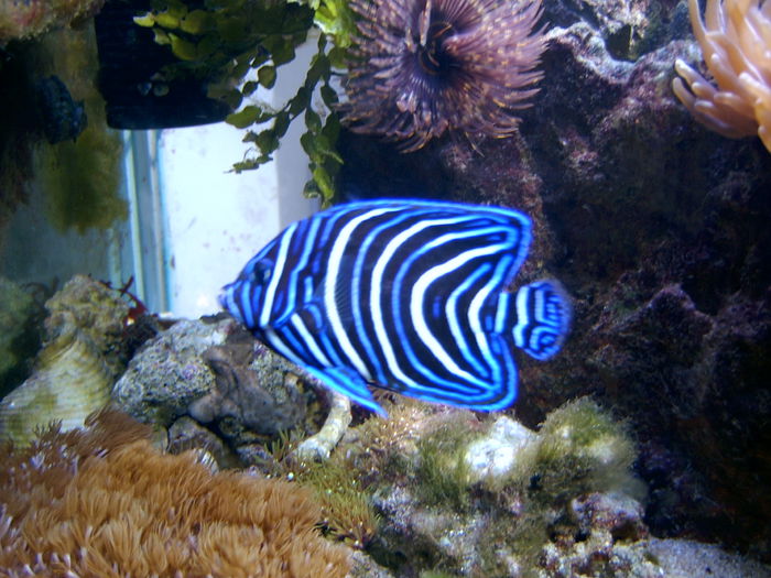 SV400070; fauna marina
