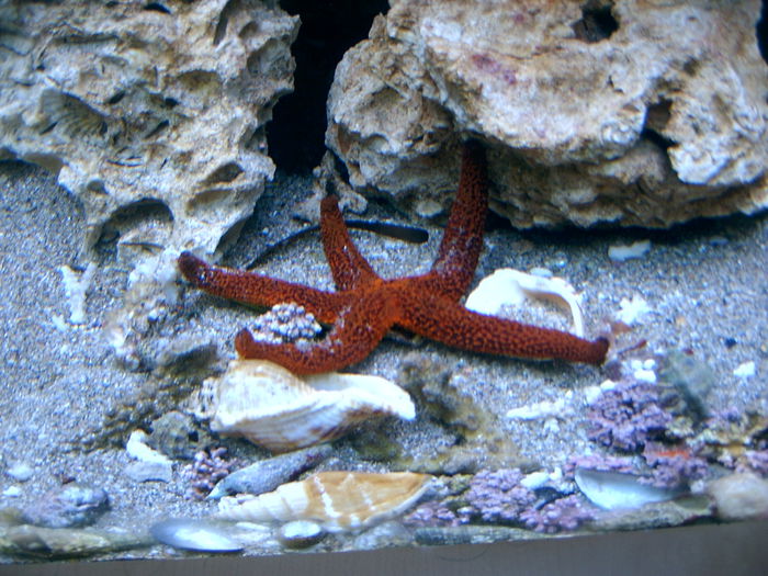 SV400160; fauna marina

