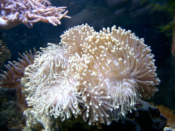 SV400034; fauna marina
