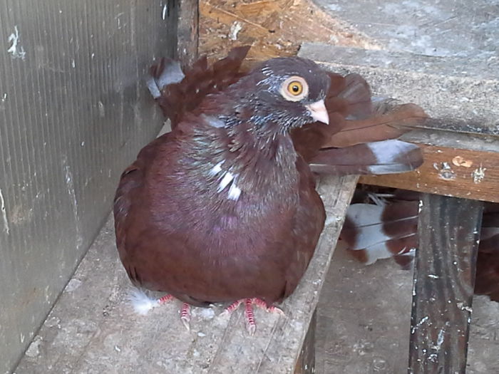 20141003_115900 - CASTANII DE CRAIOVA