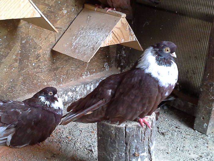 20141003_120517 - CASTANII DE CRAIOVA