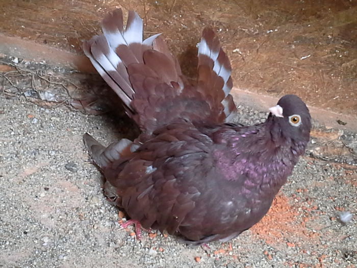 20141003_115810 - CASTANII DE CRAIOVA