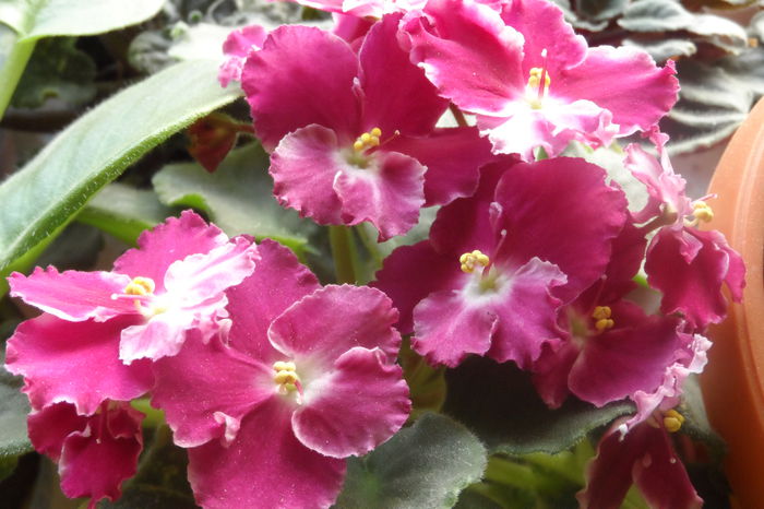 Crimson Ice - Violete africane