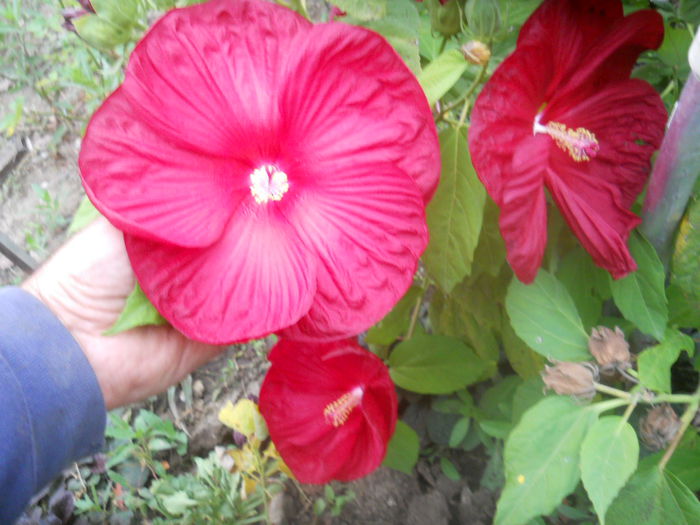 03.10 - gradina flori 2014-2