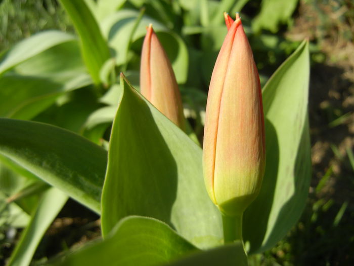 Tulipa Stresa (2014, March 17)