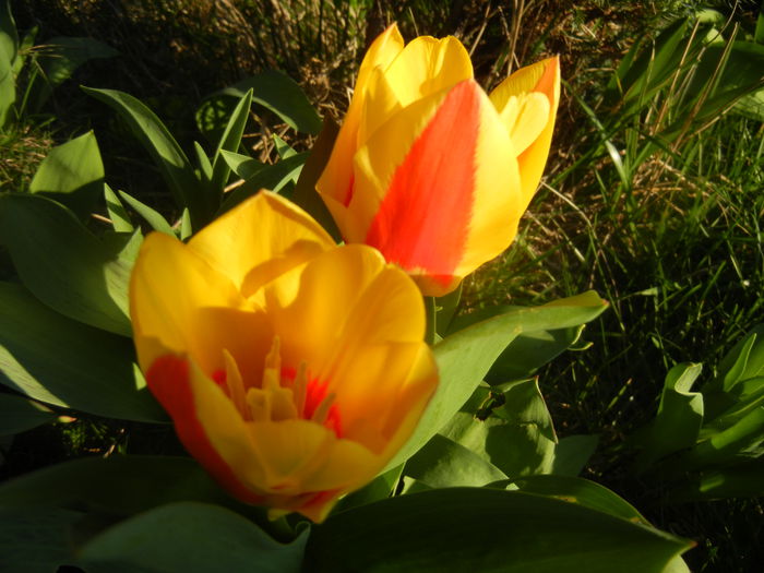 Tulipa Stresa (2014, March 18)