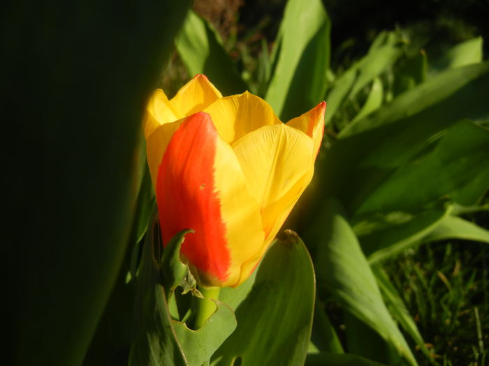Tulipa Stresa (2014, March 18)