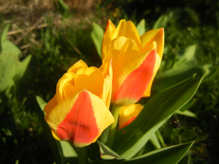 Tulipa Stresa (2014, March 18) - Tulipa Stresa