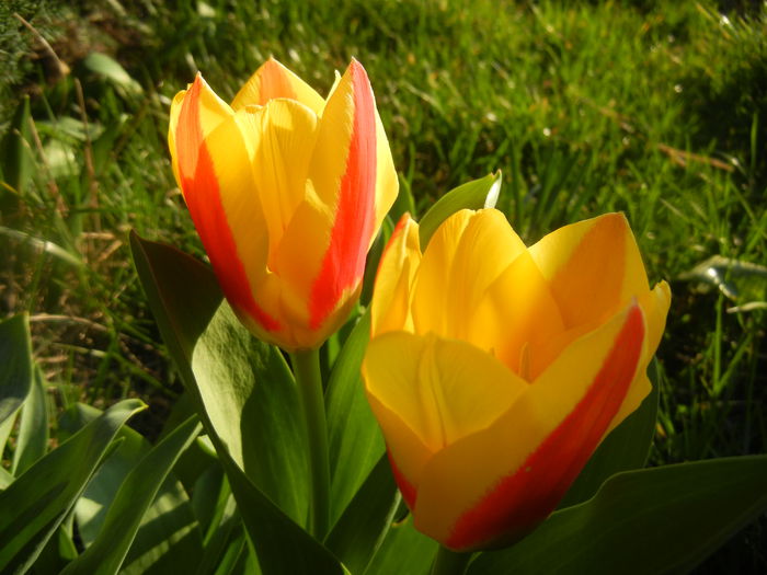 Tulipa Stresa (2014, March 18)