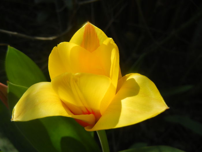 Tulipa Stresa (2014, March 19)