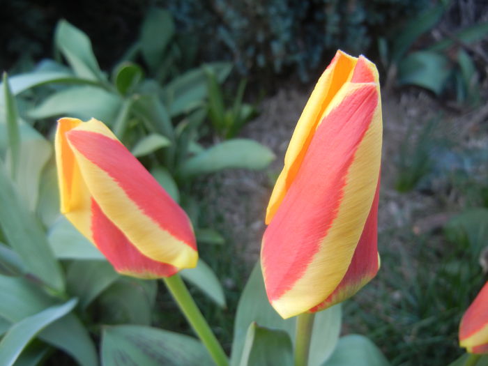 Tulipa Stresa (2014, March 20)