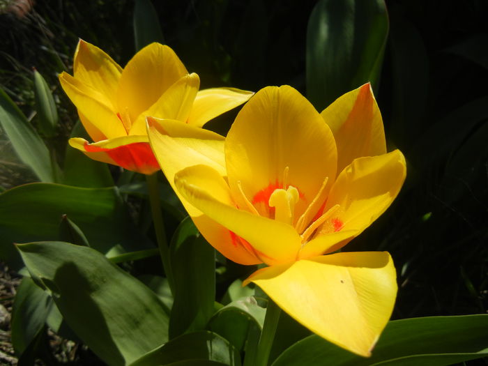 Tulipa Stresa (2014, March 20)