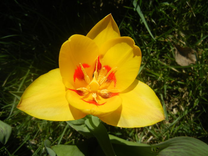 Tulipa Stresa (2014, March 20)