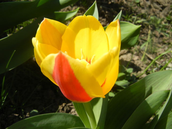 Tulipa Stresa (2014, March 20)