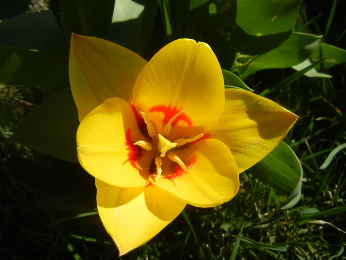 Tulipa Stresa (2014, March 20)