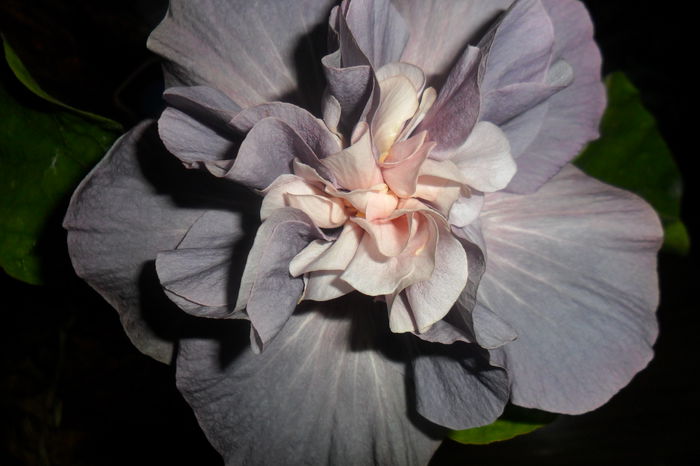 SAM_2277 - hibiscusi 2014-3