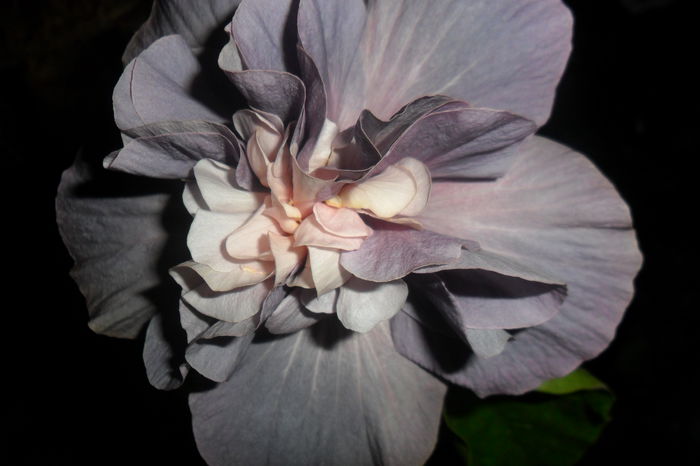 SAM_2279 - hibiscusi 2014-3