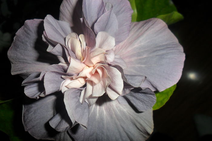 SAM_2280 - hibiscusi 2014-3