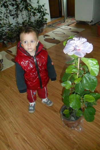 SAM_2289 - hibiscusi 2014-3