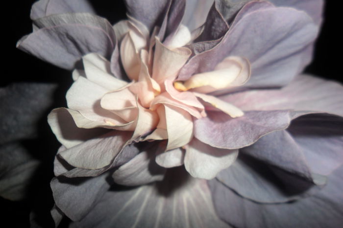 snooks-floare a doua zi - hibiscusi 2014-3