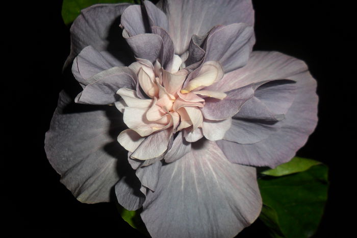 mijlocul e spre roze - hibiscusi 2014-3