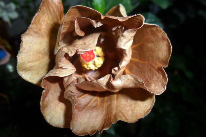 suntan - hibiscusi 2014-3