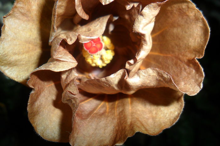 SAM_2300 - hibiscusi 2014-3