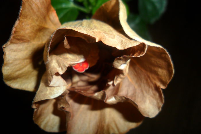 SAM_2301 - hibiscusi 2014-3