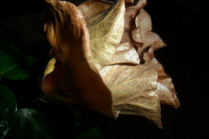 SAM_2303 - hibiscusi 2014-3