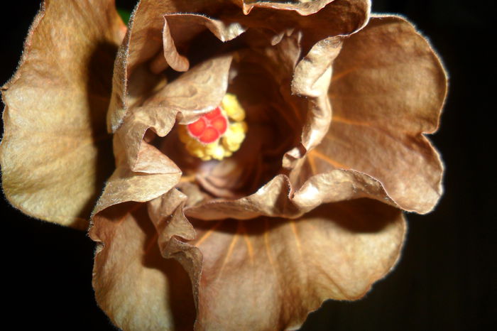 SAM_2305 - hibiscusi 2014-3